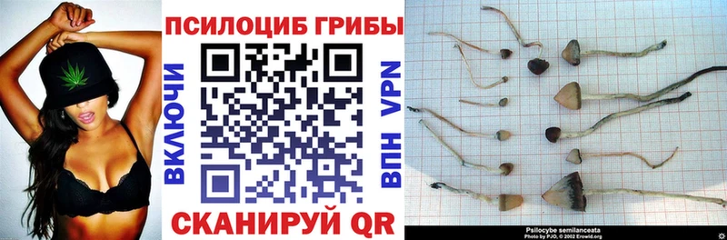 Галлюциногенные грибы Cubensis Сурск